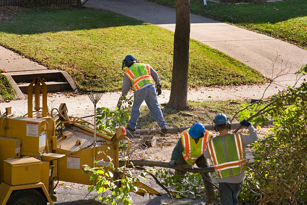 Best Fruit Tree Pruning  in Shannondale, WV