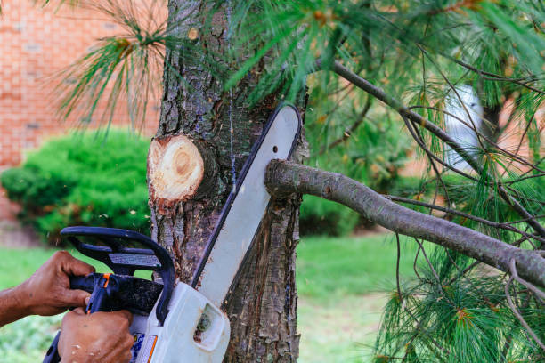 How Our Tree Care Process Works  in  Shannondale, WV